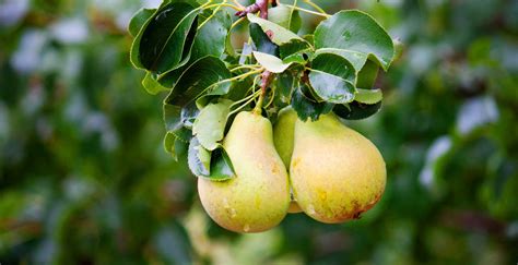 Pear tree Wallpapers Images Photos Pictures Backgrounds