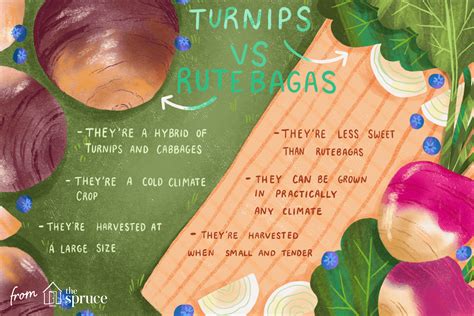 What's the Difference Between Turnips and Rutabagas?