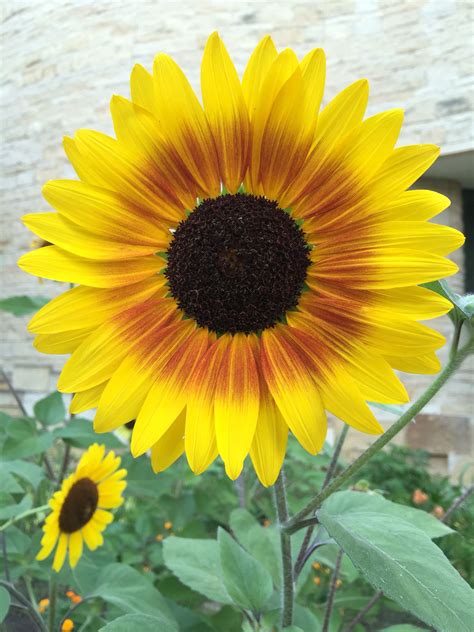 Sumflower at Smithsonian Indian Museum Flower Photos, Museum, Indian ...