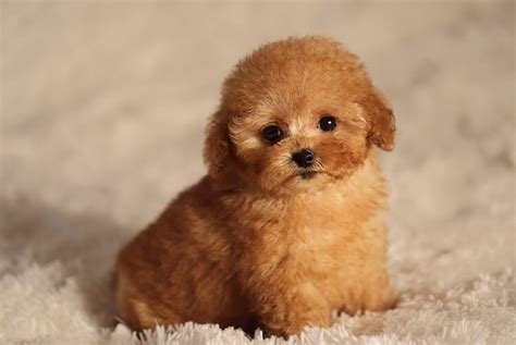 Teacup Poodle: A Complete Guide To ... | Teacup dog breeds, Cute dogs ...