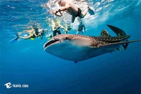 Whale Shark Watching and Kawasan Canyoneering - Tour Package