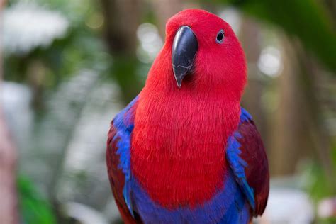 Female Eclectus Parrot Portrait Photograph by Eti Reid