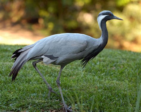 Crane | The Biggest Animals Kingdom