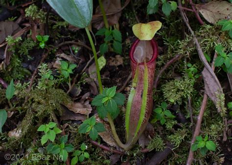 Nepenthes singalana Species Profile - Fierce Flora