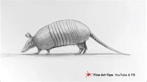 HOW TO DRAW AN ARMADILLO - YouTube