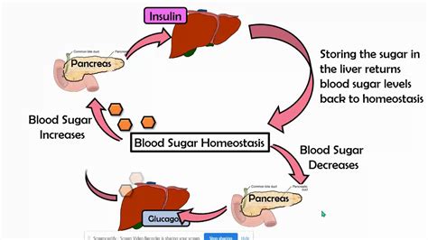 Negative Feedback Loop Insulin