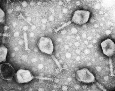 T4 bacteriophage, TEM - Stock Image - C036/7449 - Science Photo Library