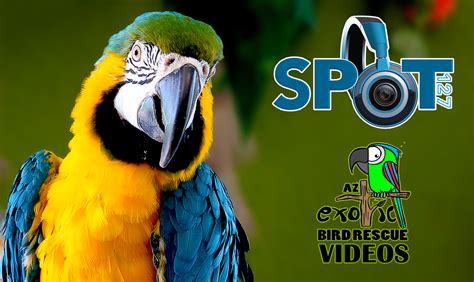 Arizona Exotic Bird Rescue Offers Refuge | SPOT 127 : A Digital Media ...