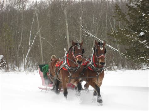 Cedar Knoll Farm: Sleigh Ride