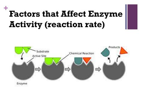 PPT - Factors that Affect Enzyme Activity PowerPoint Presentation, free ...