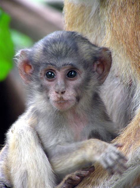 Monkey Photos, Cute Monkey Photo, #9052