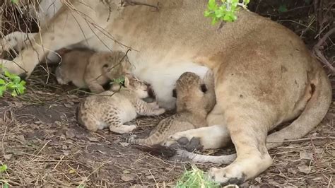 Tiny newborn lion cubs, Serengeti - African Family Safaris - YouTube