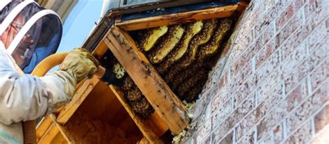 How to Remove Beehives Without Destroying It?