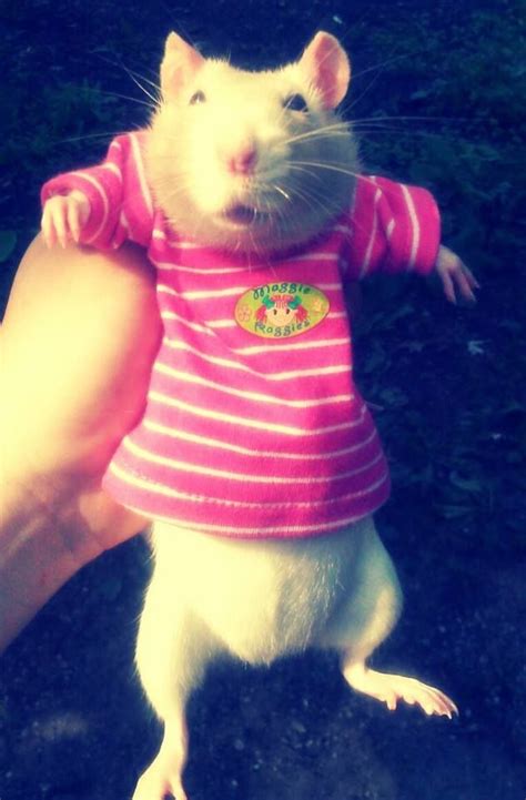 17 Best images about Rat Clothes on Pinterest | People dress, Cute rats ...