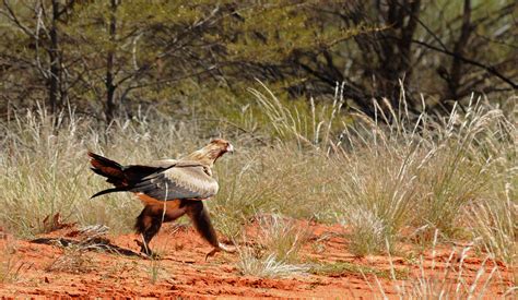 Australian Desert Animals in the Simpson Desert - The Wildlife Diaries