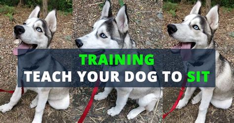 Siberian Husky Training Tips - What you need to know