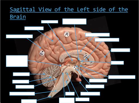 Labeled Sagittal Brain Model