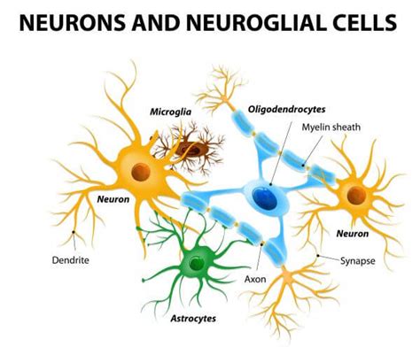 Brain Cells - The Definitive Guide | Biology Dictionary