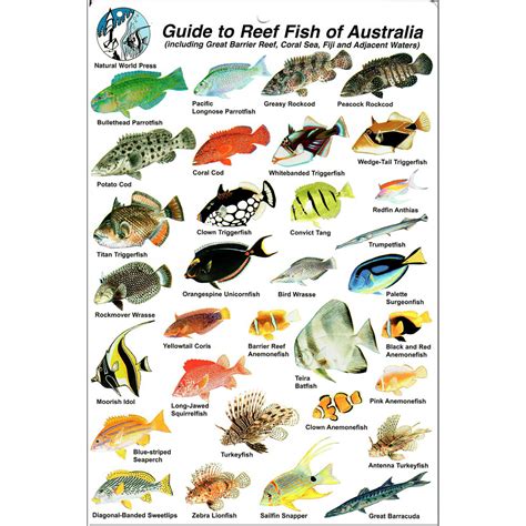 Fish Identification Great Barrier Reef, Fishwatchers Species Camtas ...