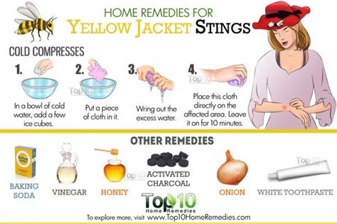 Home Remedies for Yellow Jacket Stings | Top 10 Home Remedies