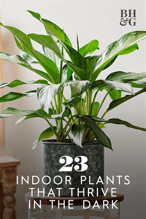 23 of Our Favorite Low-Light Houseplants | Indoor plants low light ...