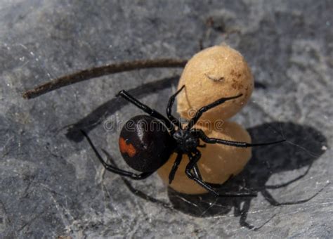 Redback spider with eggs stock image. Image of australia - 237222483