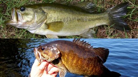 Smallmouth Bass vs Largemouth Bass: What’s The Difference?