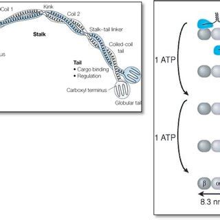 a (Top)—The structure of Kinesin, including two motor, “heads” neck ...