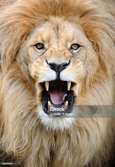 Roaring Lion stock photo 516870983 | iStock