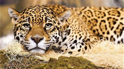 Big Cat Wallpapers - Wallpaper Cave