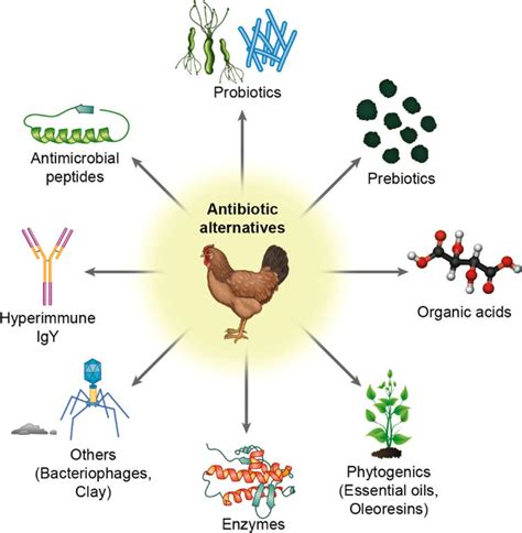 Various classes of antibiotic alternatives that are available for use ...