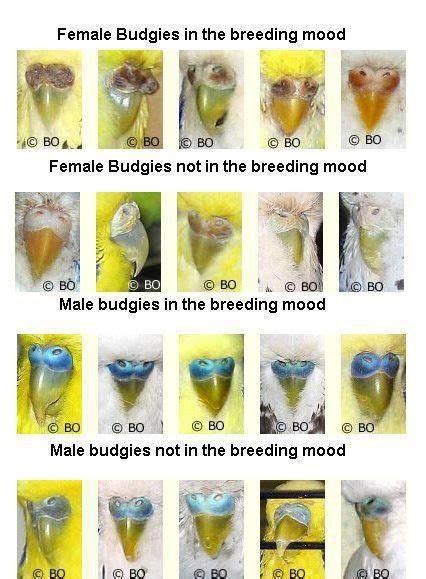 The budgie breeding mood Parakeet Care, Budgie Parakeet, Budgies Bird ...