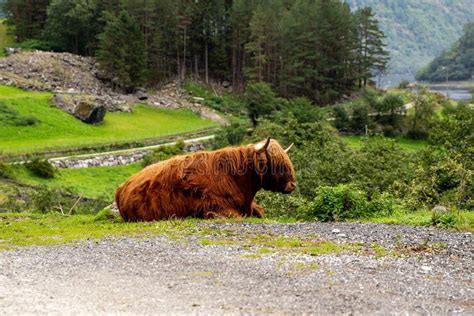 Big Musk Ox in Its Habitat, Natural Landscape on the Background Stock ...