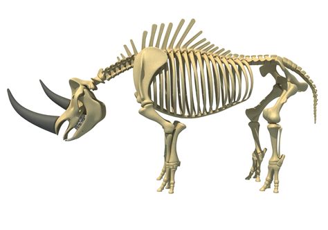 3D rhino skeleton animal - TurboSquid 1327581