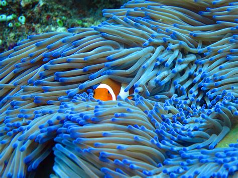 Protecting our Coral Reefs | STEM Newcastle