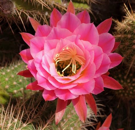 Single Pink Cactus Flower | Quiet Moon Photography