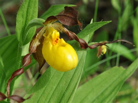 Cypripedium parviflorum (Yellow Lady's Slipper): Go Orchids