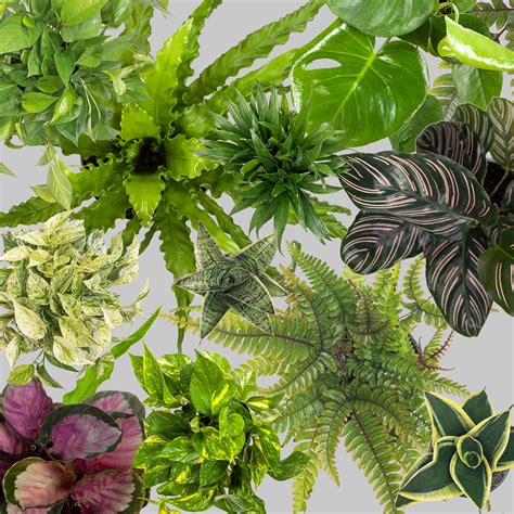 6 Indoor Plant Personality Types: Find Your Match! - Planterina