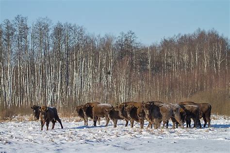 "Bison Herd" Photographic Print by domcia | Redbubble