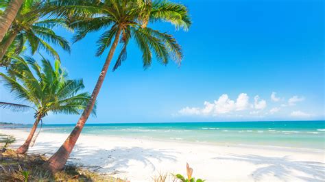 Wallpaper Summer, beach, palm trees, sea 3840x2160 UHD 4K Picture, Image