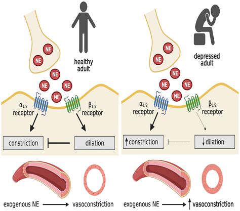 Microvascular β-Adrenergic Receptor-Mediated Vasodilation Is Attenuated ...