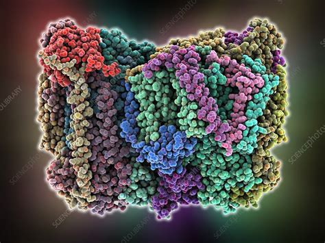 Cytochrome c oxidase molecule - Stock Image - C015/2816 - Science Photo ...