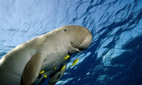 Dugong | Species | WWF