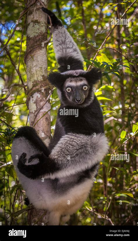 Lemur indri indri hi-res stock photography and images - Alamy