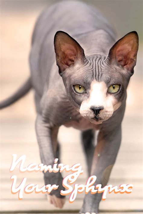 Sphynx Cat Names