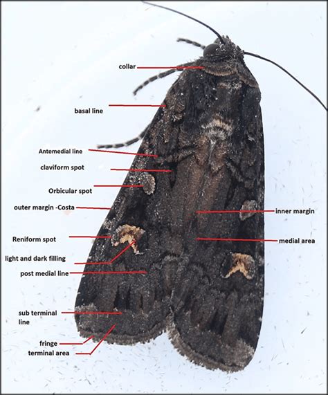 Moth Larvae Identification Chart