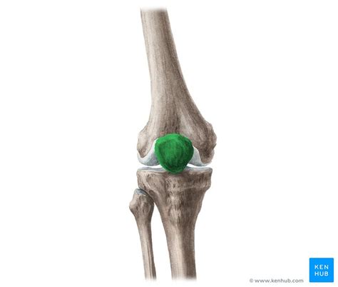 Patella: Anatomy, function and clinical aspects | Kenhub