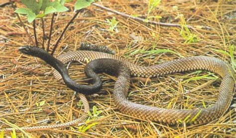 Coachwhip Snake Facts and Pictures | Reptile Fact