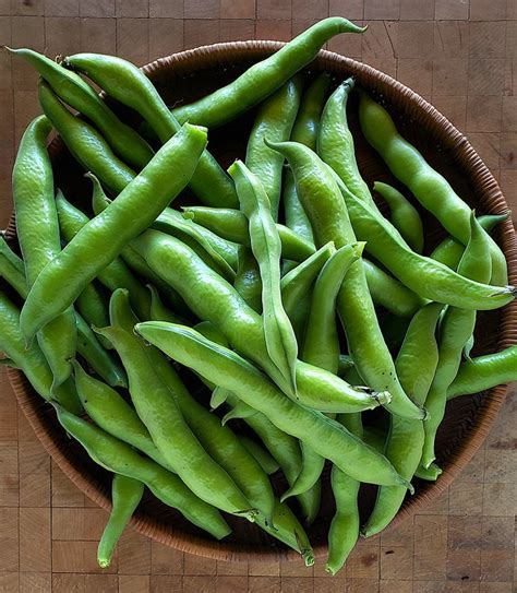 How to Cook Fresh Fava Beans - Harvesting and Eating Fava Beans