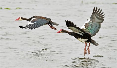 12 Days Uganda Birding Tour | Bird Watching Safari in Uganda